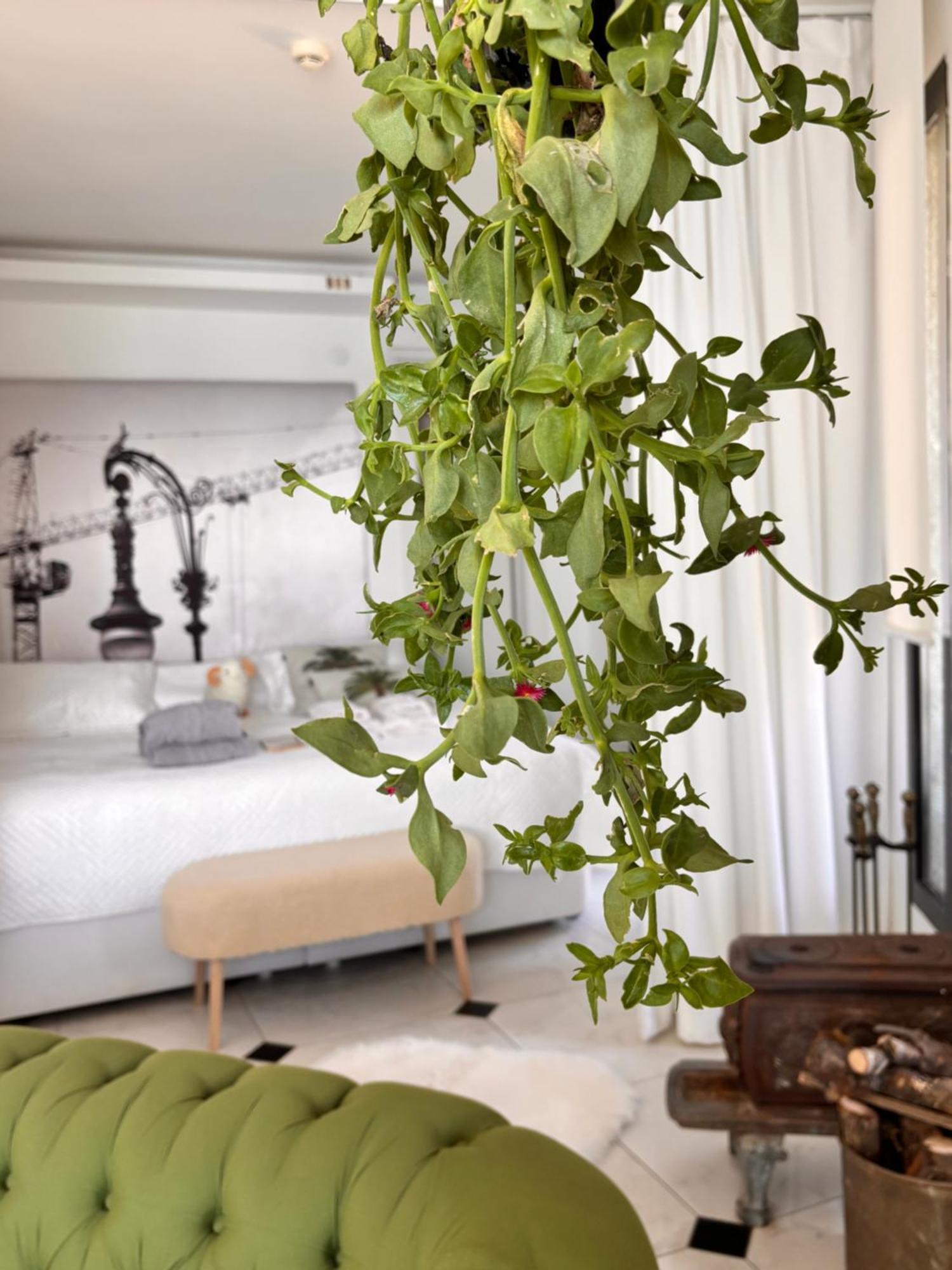 Sato Design Hotel Çeşme Camera foto